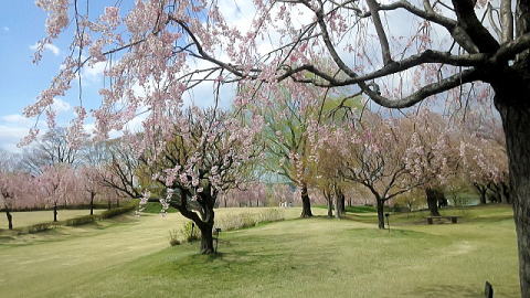 根城の桜